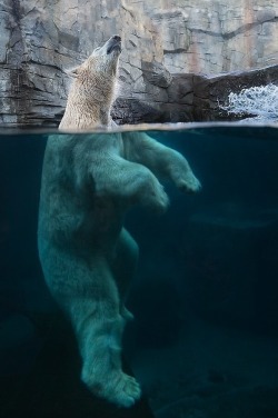 lmmortalgod:Above and under water by Holger Bücker