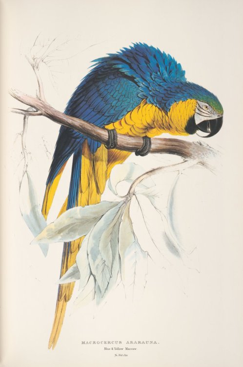 Edwar Lear, study and final artwork for the Red and Yellow Maccaw, 1830. From John Gould’s Illustrat