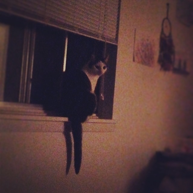 Kitty in the nice cool window looking out at the night life.. #kitty #cute @cats_of_instagram #cat #cats #meow