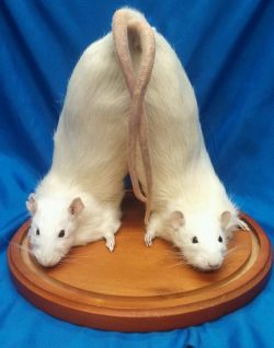 blueresurrection:  Conjoined Rats  