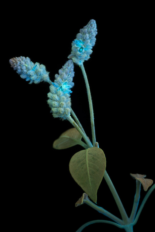 This is the last of my native flora photos from last year’s  Hawaii assignment. Fittingly this is fr