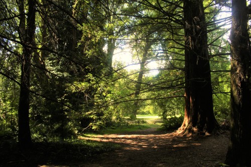 landscapes-of-chile: Senderos en Jardin Botanico de Valdivia, Sur de Chile.