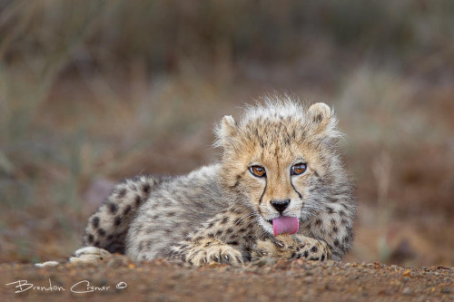 magicalnaturetour:Cheetah Cub by Brendon Cremer