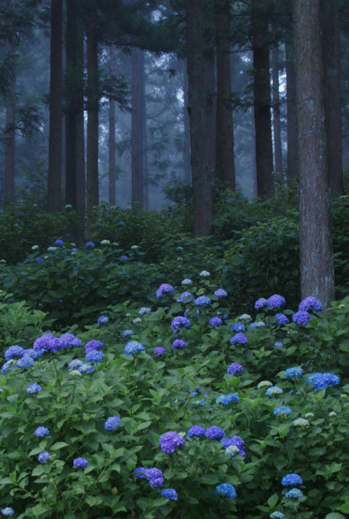 forestland:  quiet-nymph:  Photography by echinocactus  Beautiful 