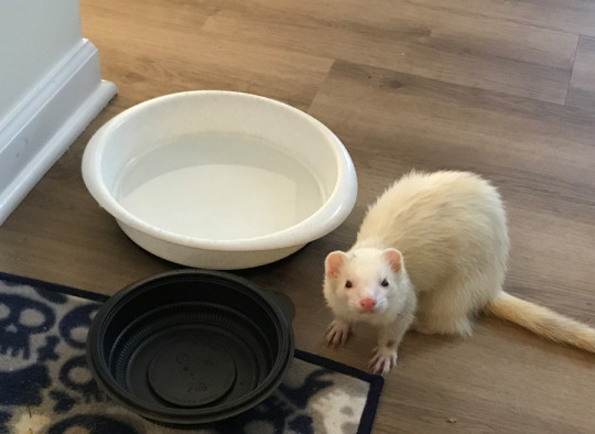 That is not his food bowl. He knocked over the recycling bin in the kitchen, pulled that random black container out of the...