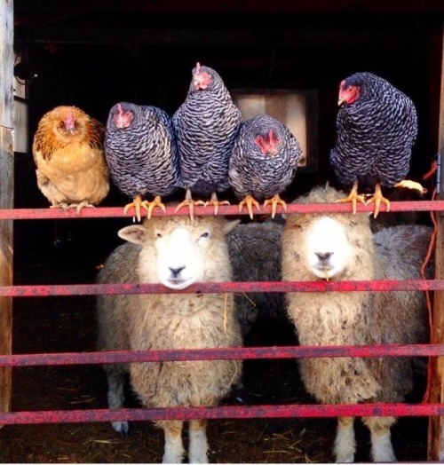 Heading into the weekend with this sheep’s look in my eyes.