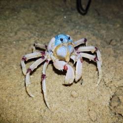 1dietcokeinacan: gelfling:   eartharchives:  alexriesart: Soldier Crab Commander This cute australian crab feeds on detritus found in the sand and leaves little balls of sand as they go. They live in accordance to the tides, leaving their burrows when