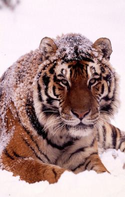 tulipnight:  Amur Tiger in snow © WWF /