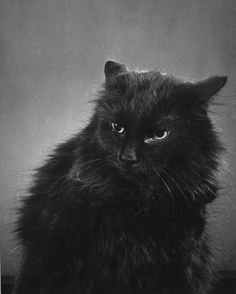 foxesinbreeches:Portrait of Gjon Mili’s cat Blackie  Gjon Mili for LIFE magazine, New York, 1943Also