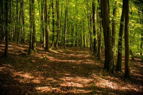 Jasmund National Park