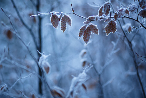 te5seract:frozen harmonies I, frozen harmonies III &frozen harmonies II  byWolfgang Schrittwiese