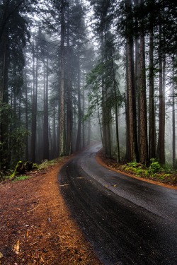 banshy:  Redwoods | Larry Nienkark   