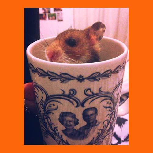hamsters-in-cups