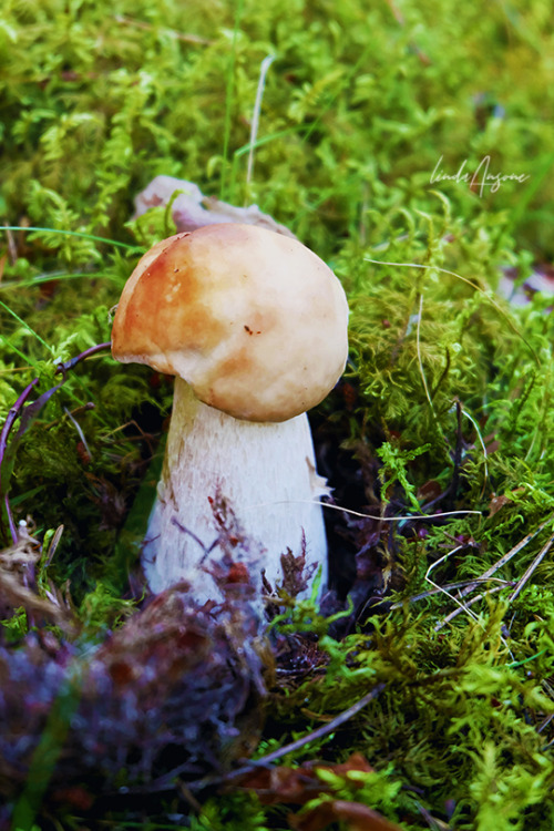 Boletus sp. (edulis, pinophilus, reticulatus)