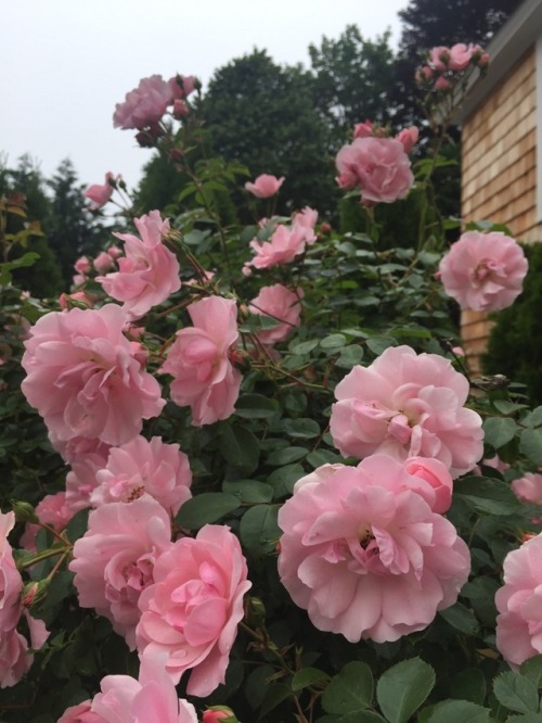 All of these roses, blooming at once!