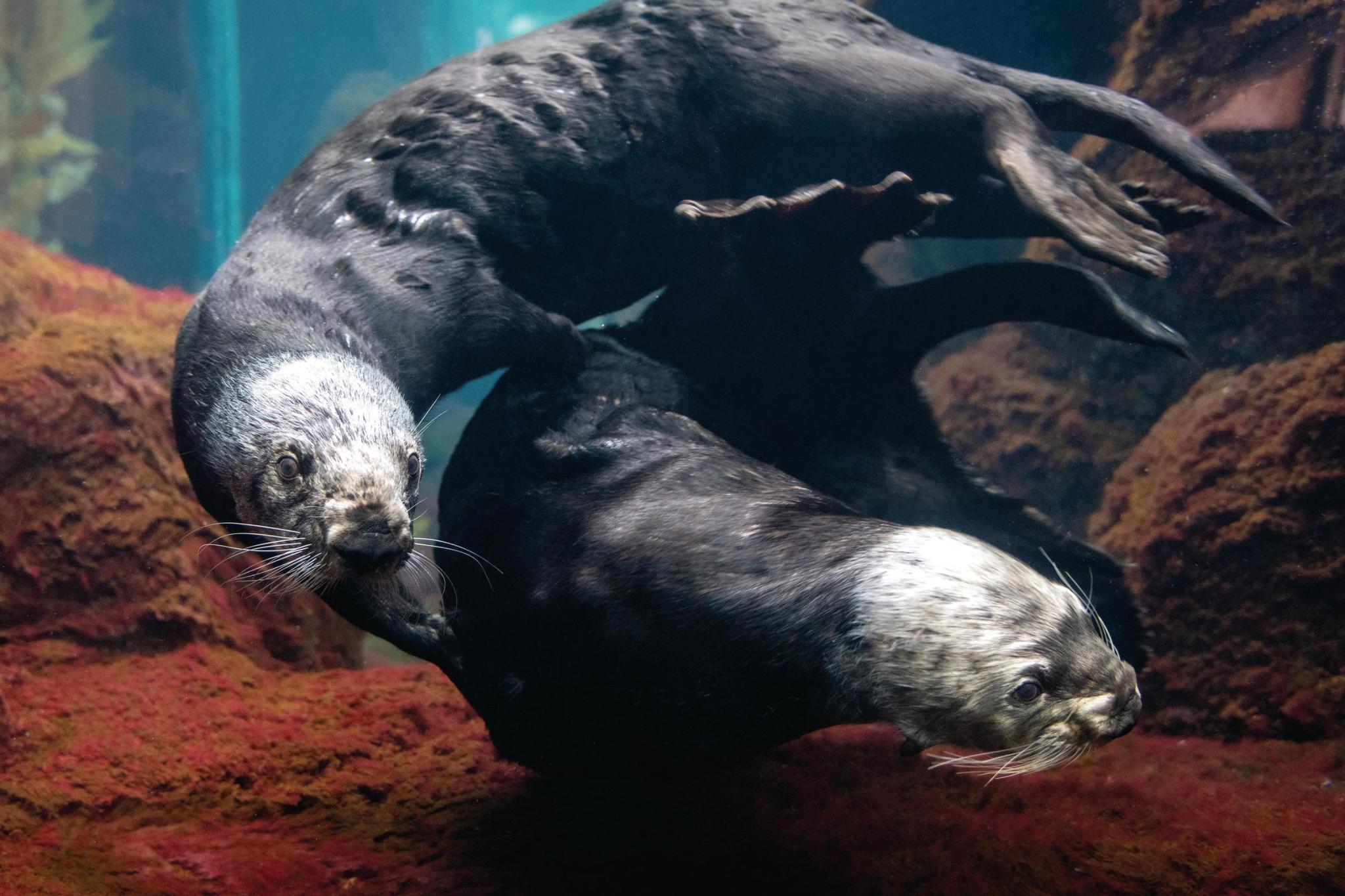 World Otter Day Explore Tumblr Posts And Blogs Tumgir