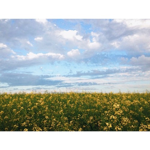 The last of the flowers in the rape fields. #phoneonly #landscape #field #rotherham #southyorkshire 