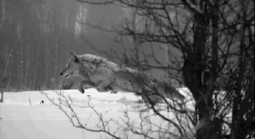 einsamverlassenworden:  so schöne tiere.
