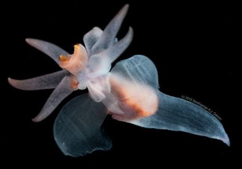 Sea butterfliesThese beautiful gastropods (the same family as snails) have been called the potato ch