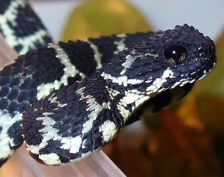 A Highly Venomous Atheris Squamigera Known As Variable Bush Viper