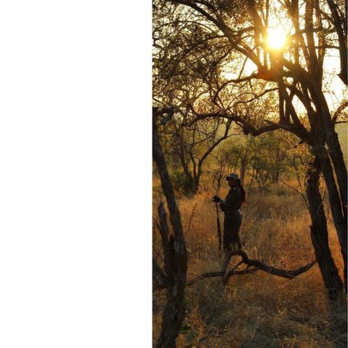 Game ranger in the sunrise #safari #walkingsafari #16x9 #travelphotography #canonphotography #canon 