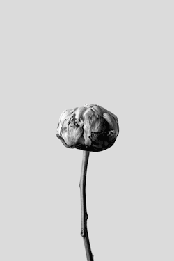 mariokroes:  11 day progression of a Peonie by Mario Kroes.