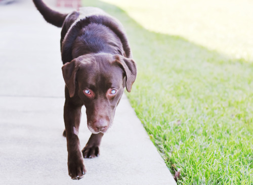 Bubba is available for adoption at the Henrico Humane Society! 