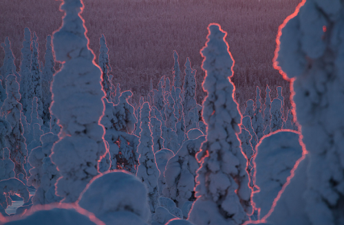 nubbsgalore:in finland’s riisitunturi national park, siberian spruce trees become covered with tykky