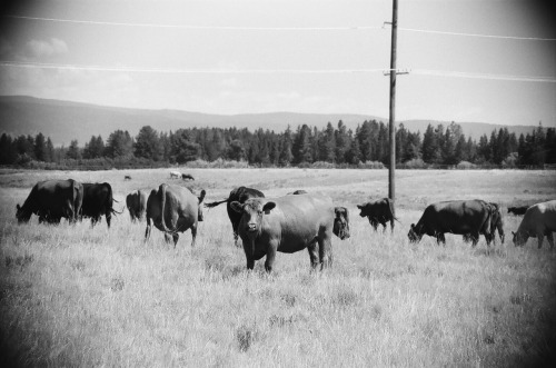 Cowmmunists in their natural environment 35mm // Canon EOS Rebel Ti