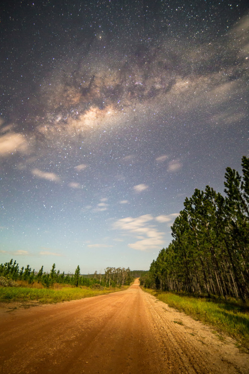 Milky Way over a pine plantation, Gympie, Australia js