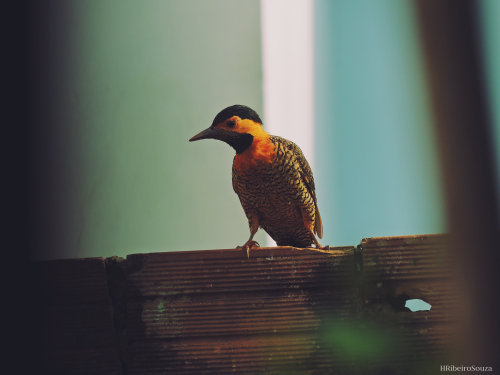 16.Setembro.2013 f/5; 1/400s; ISO-100; DF: 125mm HRibeiroSouza