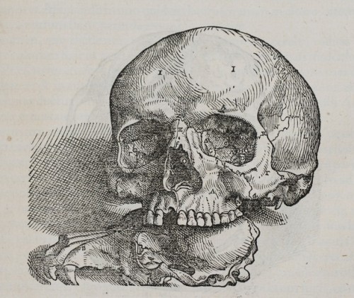 mauditart:Image from Andreas Vesalius’s De humani corporis fabrica, 2nd folio edition: 1555.