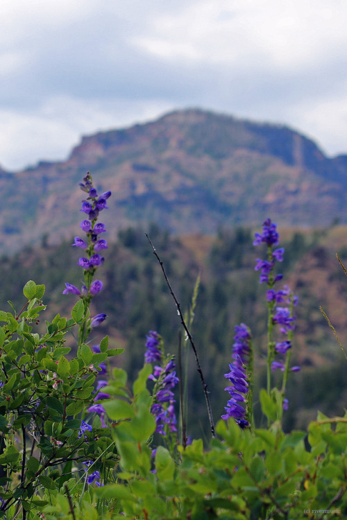 Blue Penstemon stand proudly before the mountains: Shoshone National Forest, Wyomingby riverwindphot