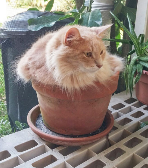 zombiekittensandmadscientists: awesome-picz: Cat-Plants You Probably Shouldn’t Water The cat c