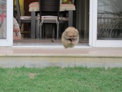 mostlypomeranians:  super pom off to save