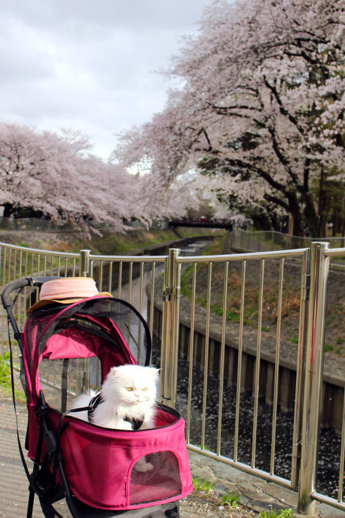 Madame Bissonnette with the sakuras of Wadabori koen