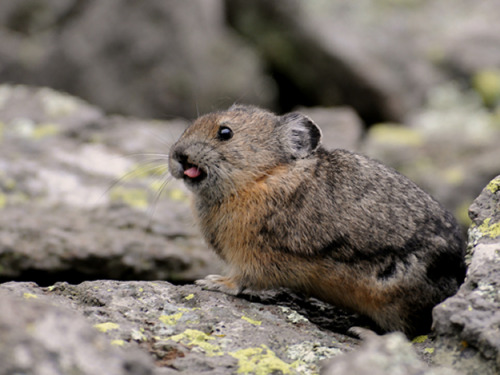 buzzfeed:This little guy is called a pika, and he loves bringing people flowers.