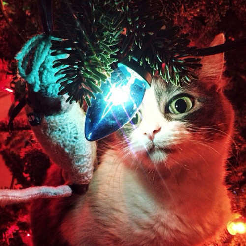 de-lila-a-medio-dia:    Inaugurating the Christmas season!   ♥