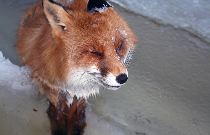 wnycradiolab:  Haunting, heartbreaking images of foxes frozen in bodies of water.