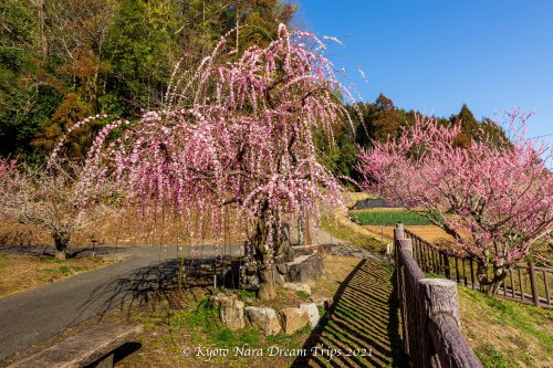 Plum blossoms along the hiking trail of the Tsukigase plum grove along the Nabari River in Nara Pref