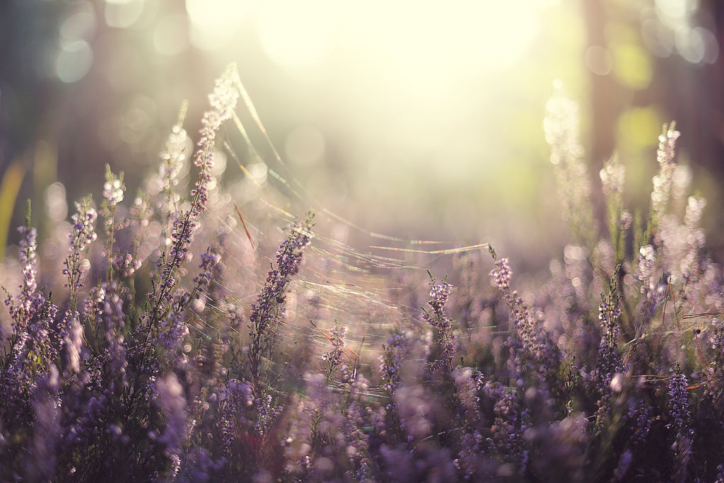 etherealsoulgoddess:  magic-spelldust:   2712 by   	Daniel Dietrich     Magickal