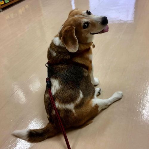 2018年9月27日のジャックさん。 #月命日 #beagle #ビーグル #dog #犬 #kyoto #京都 #虹の橋 https://www.instagram.com/p/CUTWdE8BkZ