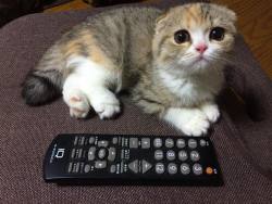 awwww-cute:  T.V. remote for scale. (Source: http://ift.tt/1sG7GtH)