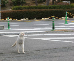 maido3:  【画像】 衝撃！Googleストリートビューで「2本足の猫」が撮影される。 : 〓 ねこメモ 〓