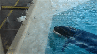 sixpenceee:  Karia, a killer whale at SeaWorld San Diego, has perfected a technique