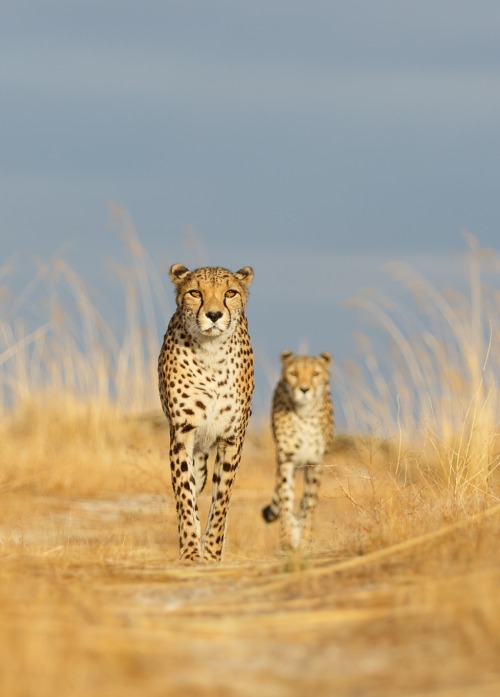 beautiful-wildlife:I follow you by Nuri Beetz