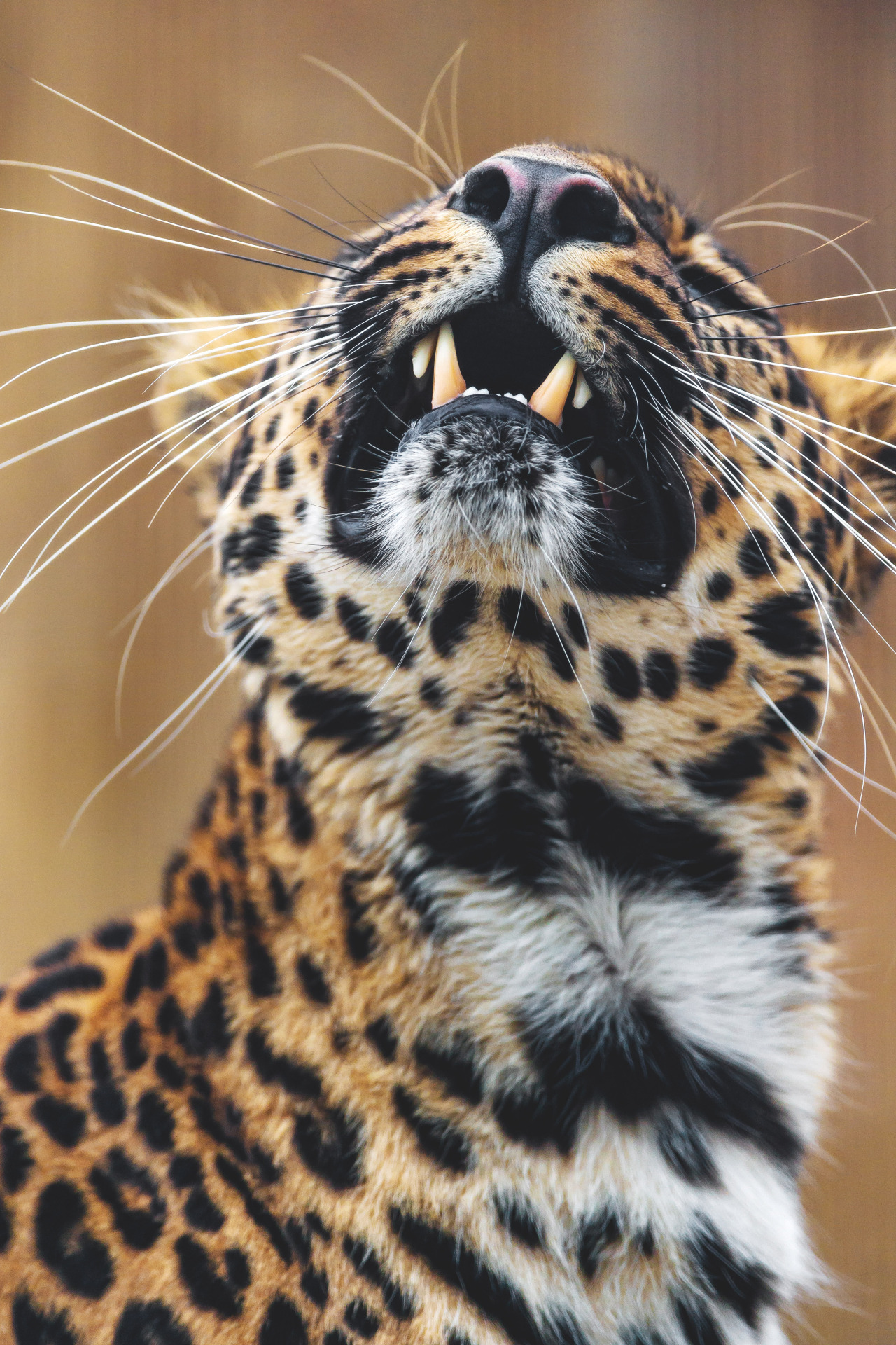 captvinvanity:    Funny picture of Pädy  | Photographer | CV