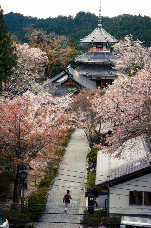 dontrblgme2:Nyoirin-ji (如意輪寺) Temple in Spring with Cherry Blossoms on Mt. Yoshino (吉野山) in Nara Pre