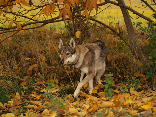 Porn the-little-wolfdog:  Hello, autumn  photos