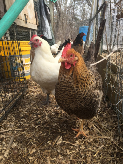 Adventurous free range chickens climbing onto the greenhouse roof https://www.bewellcommunity.org/ 